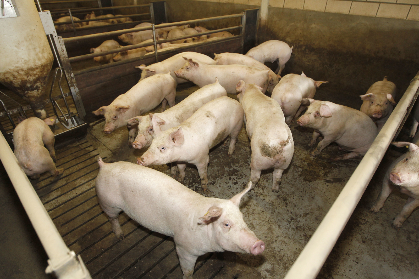 New method to quantify pig methane emissions
