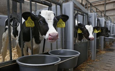 ADY products containing either SC or SCB have the potential to become recognised as a suitable feed additive for calves.