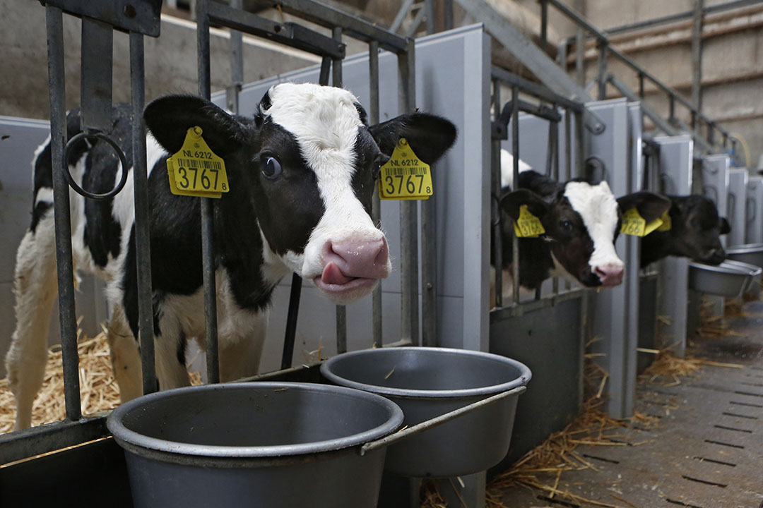 ADY products containing either SC or SCB have the potential to become recognised as a suitable feed additive for calves.