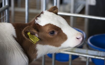 Trouw Nutrition s improves milk replacer product. Photo: Hans Banus