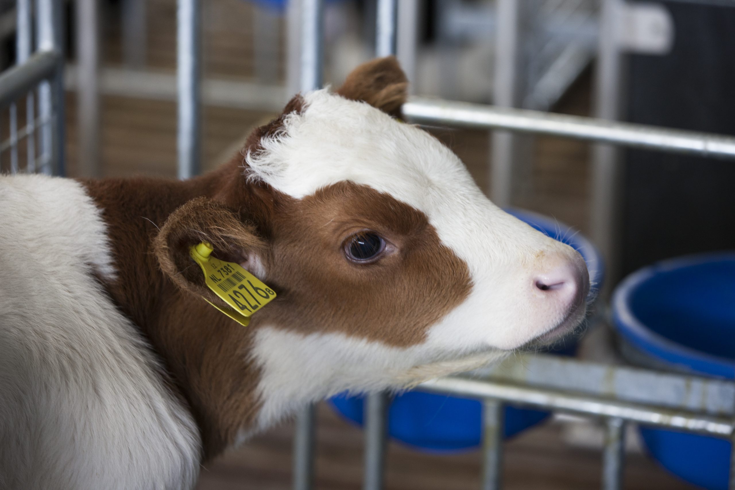 Trouw Nutrition s improves milk replacer product. Photo: Hans Banus