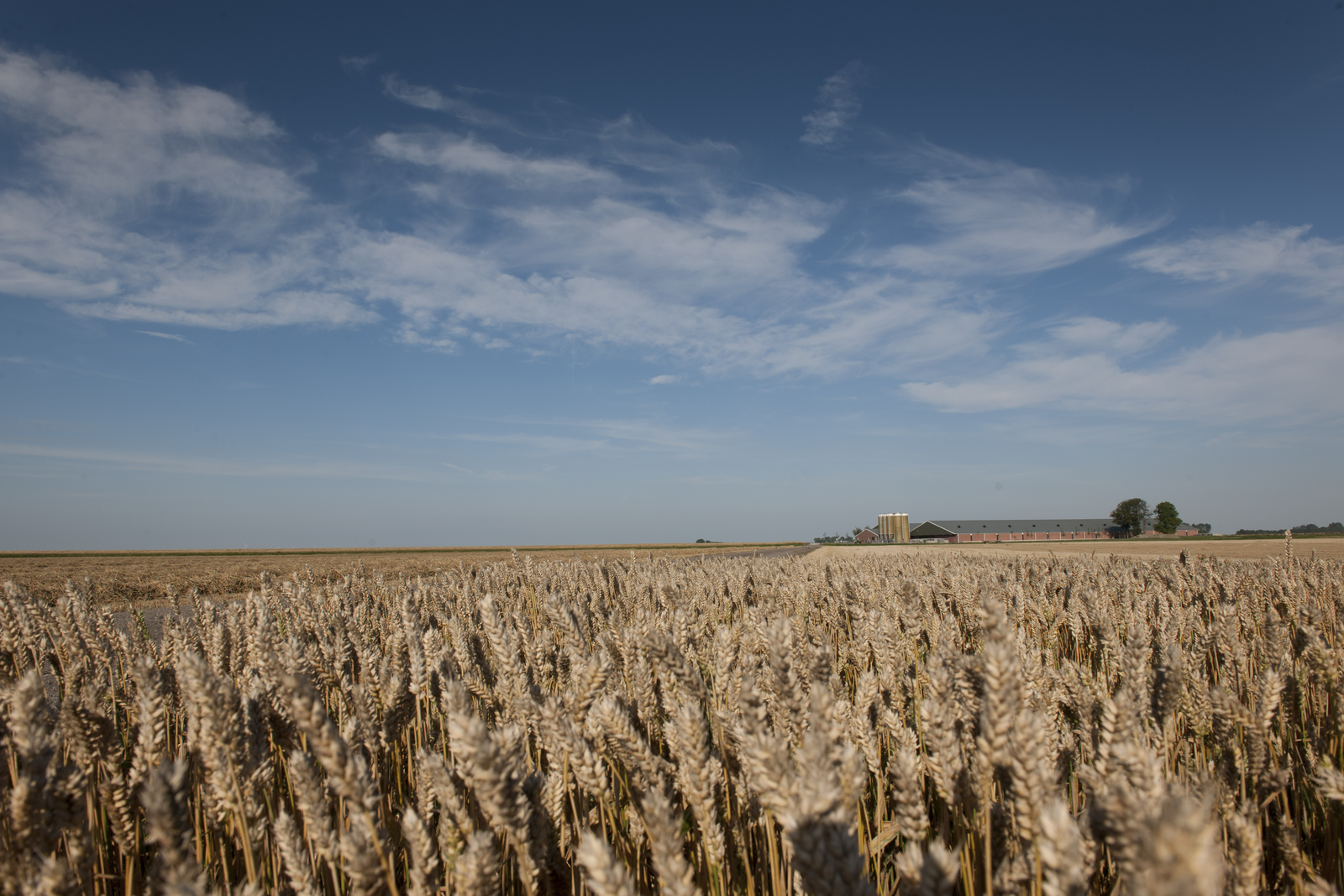 Mixed mycotoxin outlook for UK winter wheat