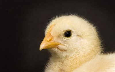Nutriad responds to US poultry industry issues. Photo: Dreamstime