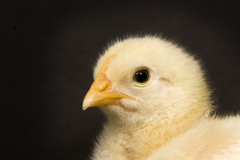 Nutriad responds to US poultry industry issues. Photo: Dreamstime