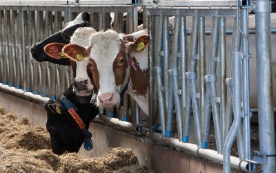 It was shown that microalgae can be used as a protein source for lactating dairy cows. Photo: Ronald Hissink