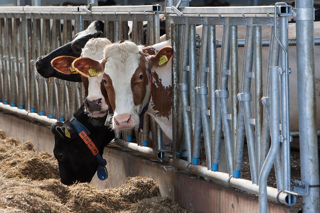 It was shown that microalgae can be used as a protein source for lactating dairy cows. Photo: Ronald Hissink