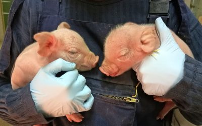 Illustration of the characteristic domed or  dolphin-shaped  head morphology in an IUGR piglet (right) in comparison with a normal piglet with the same birth weight. Photo: Dr Emma Baxter