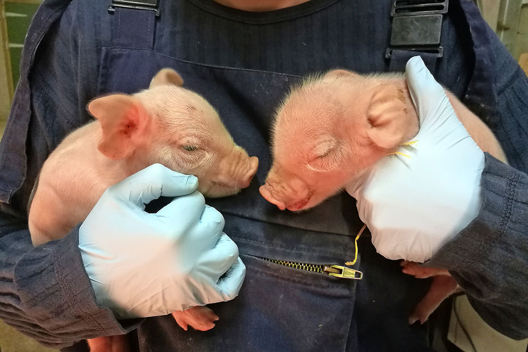 Illustration of the characteristic domed or  dolphin-shaped  head morphology in an IUGR piglet (right) in comparison with a normal piglet with the same birth weight. Photo: Dr Emma Baxter