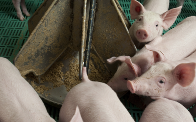 Additives that  specifically support gut health for pigs and poultry include, among others, (salts of)  organic acids, yeast and yeast cell wall products, botanical components, as well as prebiotics and probiotics. <em>Photo: Koos Groenewold</em>