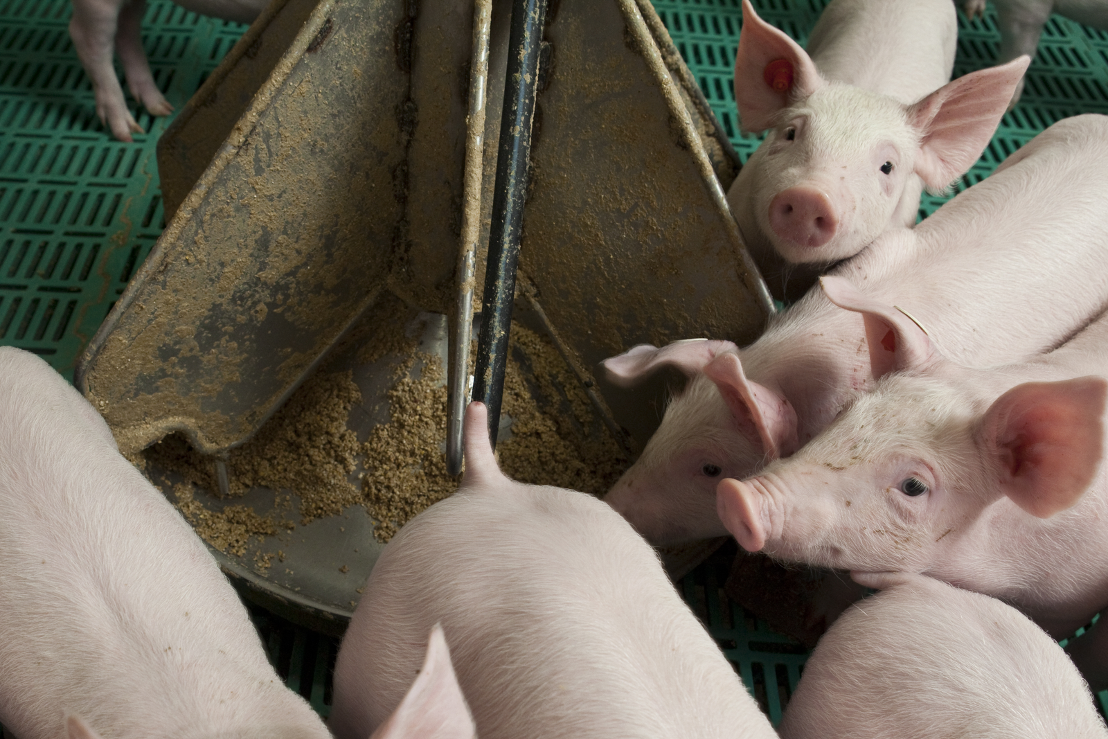 Additives that  specifically support gut health for pigs and poultry include, among others, (salts of)  organic acids, yeast and yeast cell wall products, botanical components, as well as prebiotics and probiotics. <em>Photo: Koos Groenewold</em>
