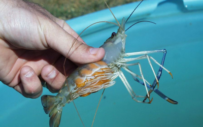 Cargill launches customised shrimp feed. Photo: USDA