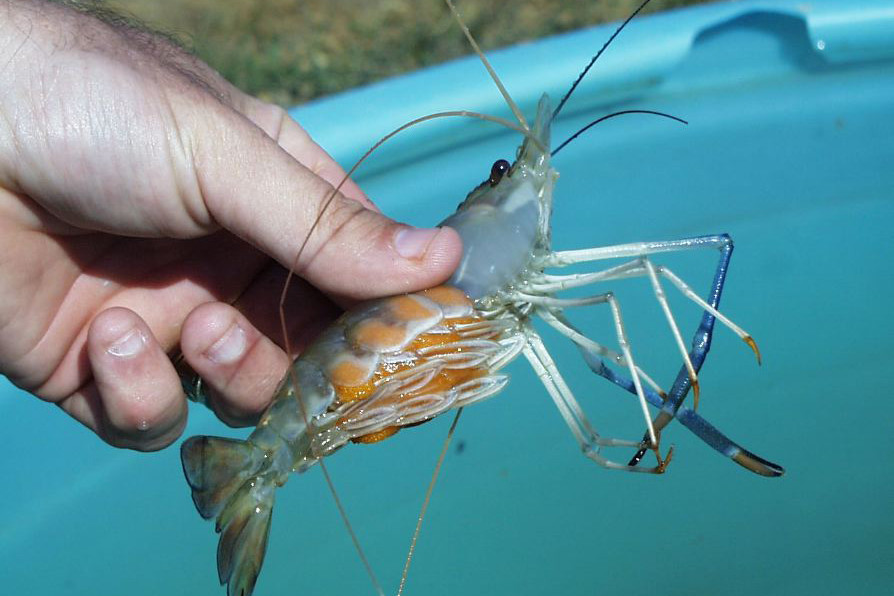 Cargill launches customised shrimp feed. Photo: USDA