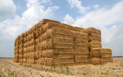 Steps to follow when sampling hay for nutrient analysis