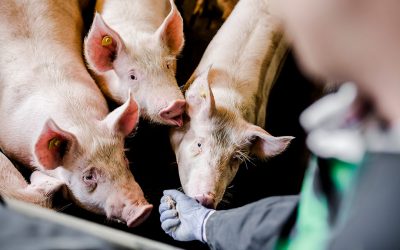 When piglets are well protected during weaning, this guarantees growth in the subsequent growing/finisher phases. Photo: Delacon