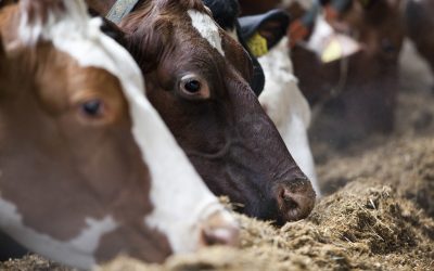 Algae in cow feed to make healthy milk. Photo: Jan WIllem Schouten