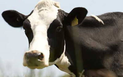 Volatility causes 11% higher dairy price in March