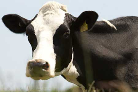 Volatility causes 11% higher dairy price in March