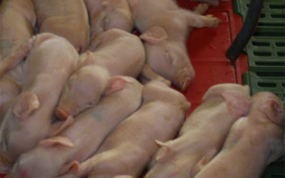 Study: Piglet uniformity and mortality in large litters