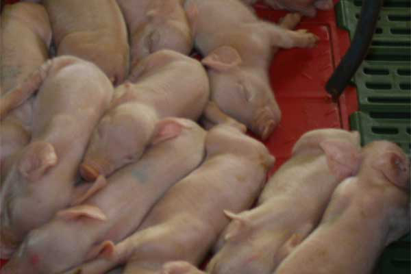 Study: Piglet uniformity and mortality in large litters