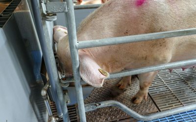 Sows receiving ferment in their diets have been performing better and use up to 90 kg of feed less per year. Photo: Bert Jansen