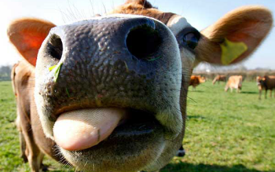 Study: Flaxseed fed cows produce more nutritious milk