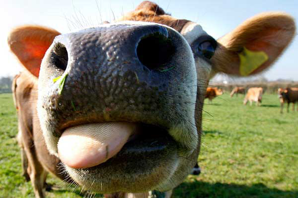 Study: Flaxseed fed cows produce more nutritious milk
