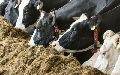 Dietary nitrate for cows reduces methane