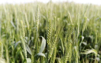 Leaf wax is key to grow crops in dry areas. Photo: Shutterstock