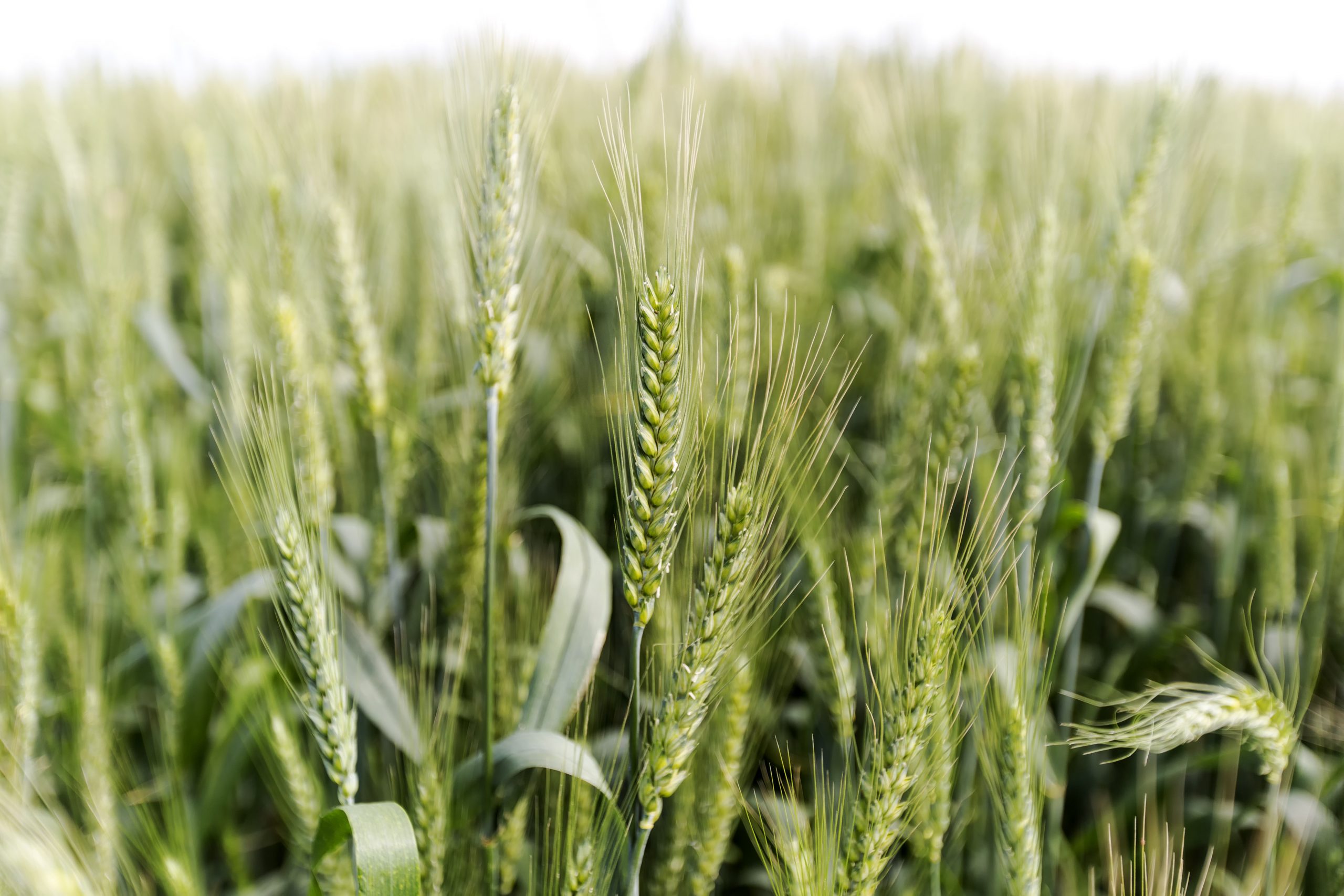 Leaf wax is key to grow crops in dry areas. Photo: Shutterstock