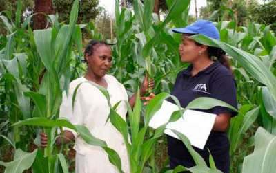 Scientist recognised for work against aflatoxin