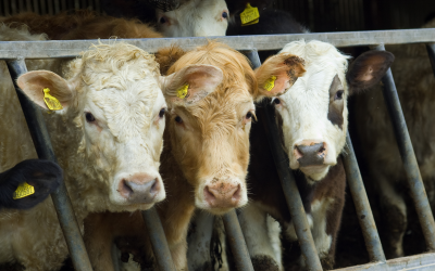 Early winter growth of beef cattle reduces feed costs