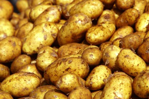 Research: Potatoes against scours in weaned pigs?