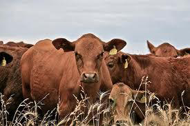 Feeding beef cows after drought a balancing act