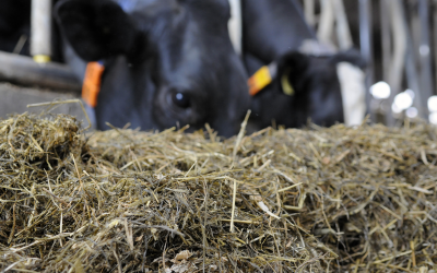 Alltech: high mycotoxin risk in corn silage