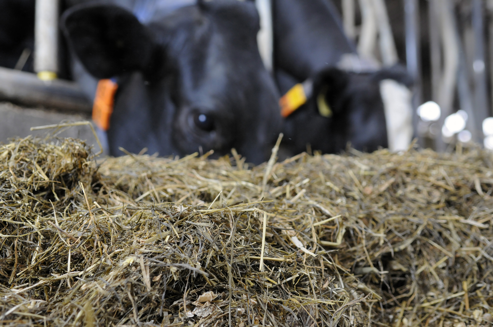 Alltech: high mycotoxin risk in corn silage