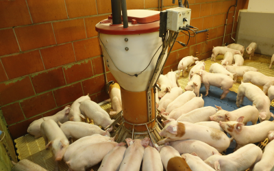 Lower-cost alternative protein source for pig diets