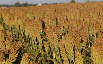 China will import over a sixth of world’s sorghum in 2015