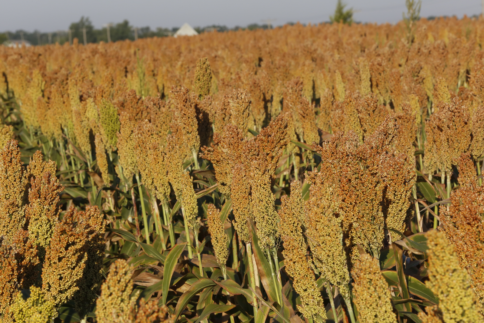 China will import over a sixth of world’s sorghum in 2015