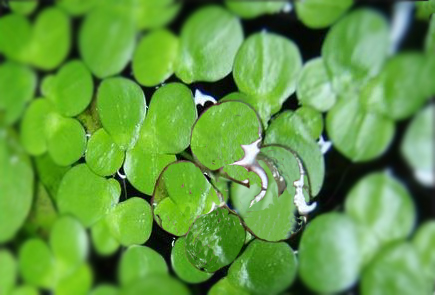 Aquatic micro-crops technology to promote animal feed