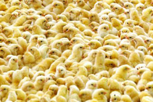 Two-fold benefits of lower protein level for broilers