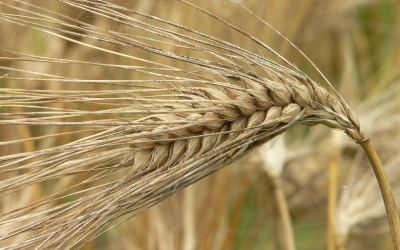 Increased area of winter crops in Australia