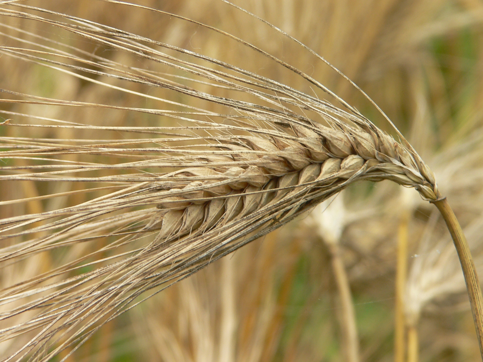 Increased area of winter crops in Australia