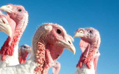 Anitox highlight importance of pathogen-free turkey feed