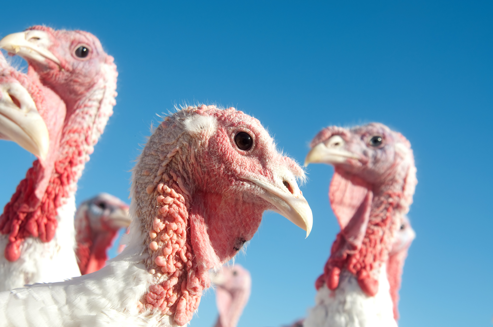 Anitox highlight importance of pathogen-free turkey feed