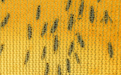 A-Z of insect protein/oil companies. Photo: AgriProtein