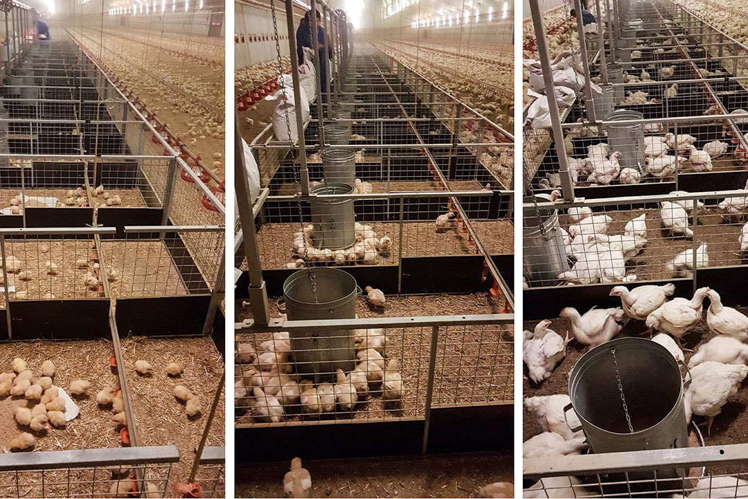 Broilers at different stages of growth. Photo: Innovad