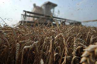 Russia&apos;s feed wheat prices to hit new highs in 2013