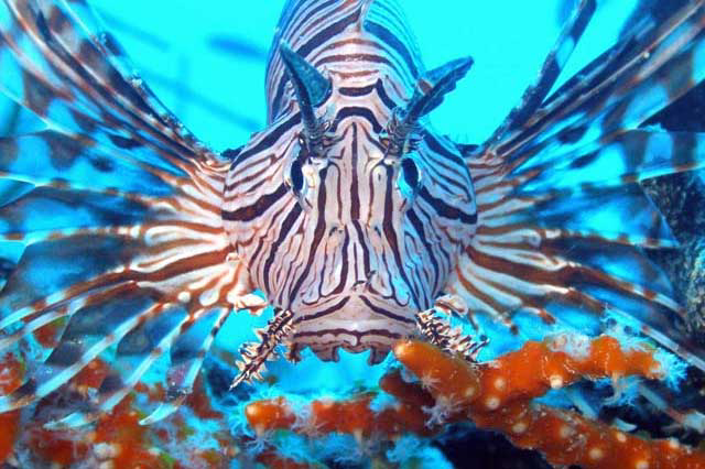 Research: Converting lionfish into aquafeed