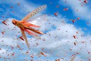 Kazakhstan and Russian join forces in combating locusts