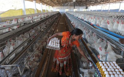 Indian poultry sector employs more than 1 million farmers and contributes US$ 16.18 billion (INR 1.2 lakh crore) to the country s GDP directly. Photo: Sam Panthaky